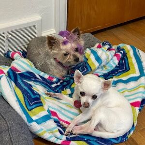 Fundraising Page: Star Hanson